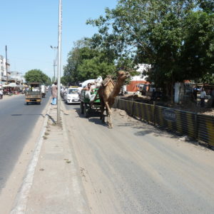 Camel Cart in the Future BRTS Corridor